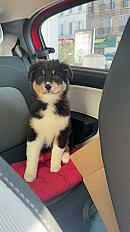Donne Nala Berger australien femelle chiot 10 mois - Bouches du Rhône