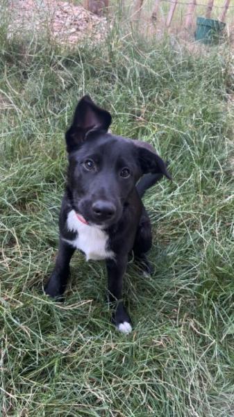 Donne Kelu malinois X  Border collie chiot mâle 4 mois - Haute Garonne