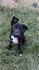 Donne Kelu malinois X  Border collie chiot mâle 4 mois - Haute Garonne