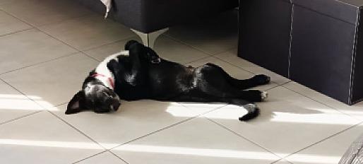 Donne Kelu malinois X  Border collie chiot mâle 4 mois - Haute Garonne - Photo 2