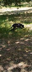 Donne Kelu malinois X  Border collie chiot mâle 4 mois - Haute Garonne - Photo 3