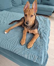 Donne Bandit chiot pinscher x berger mâle 7 mois - Hauts de Seine