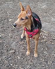 Donne Bandit chiot pinscher x berger mâle 7 mois - Hauts de Seine - Photo 2