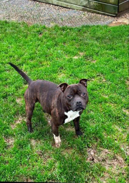 Donne staffordshire bull terrier mâle 5 ans - Seine Maritime