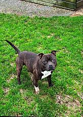 Donne staffordshire bull terrier mâle 5 ans - Seine Maritime