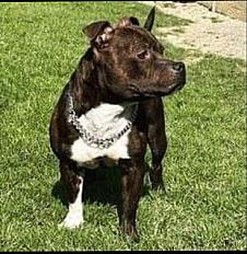 Donne staffordshire bull terrier mâle 5 ans - Seine Maritime - Photo 2