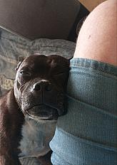 Donne staffordshire bull terrier mâle 5 ans - Seine Maritime - Photo 3