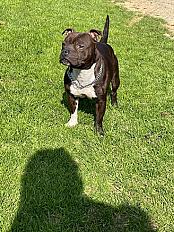 Donne staffordshire bull terrier mâle 5 ans - Seine Maritime - Photo 4