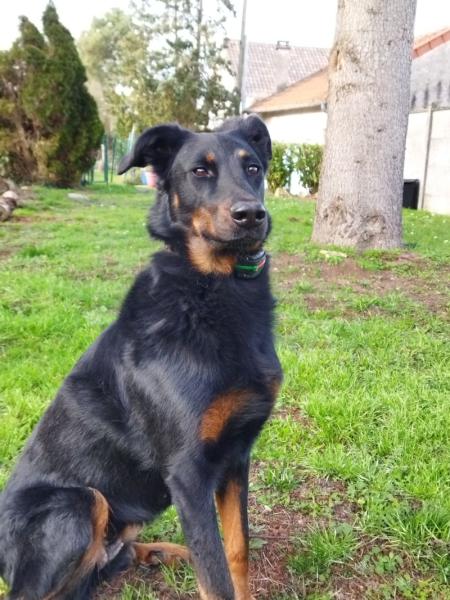 Donne Polka beauceron femelle 6 ans - Loiret