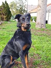 Donne Polka beauceron femelle 6 ans - Loiret
