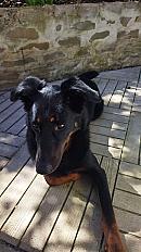 Donne Polka beauceron femelle 6 ans - Loiret - Photo 2