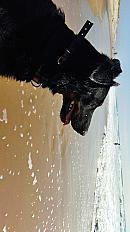 Donne Polka beauceron femelle 6 ans - Loiret - Photo 3