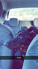 Donne Polka beauceron femelle 6 ans - Loiret - Photo 4