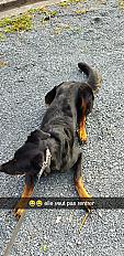 Donne Polka beauceron femelle 6 ans - Loiret - Photo 5
