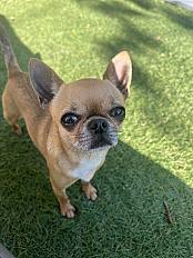 Donne chihuahua mâle 6 ans - Seine et Marne