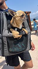 Donne chihuahua mâle 6 ans - Seine et Marne - Photo 2