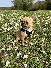 Donne chihuahua mâle 6 ans - Seine et Marne - Photo 3