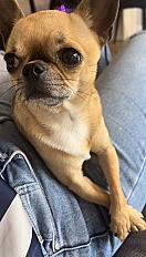 Donne chihuahua mâle 6 ans - Seine et Marne - Photo 4