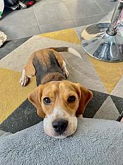 Donne Nala beagle femelle 2 ans - Jura - Photo 2