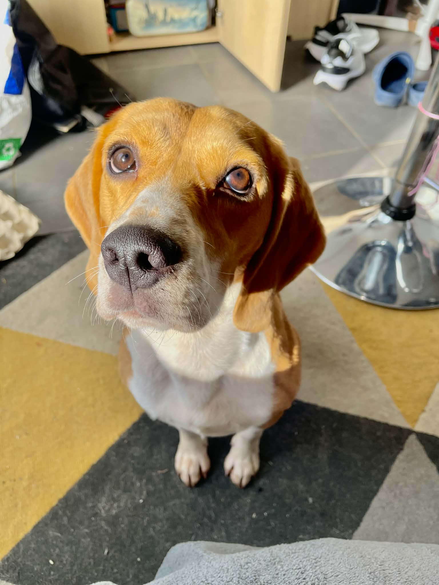 Donne Nala beagle femelle 2 ans - Jura