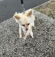 Donne Whitey chiot chihuahua mâle 11 mois - Landes - Photo 2