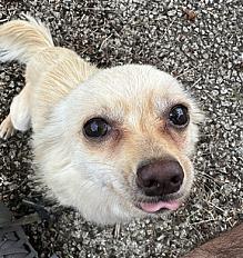 Donne Whitey chiot chihuahua mâle 11 mois - Landes
