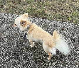 Donne Whitey chiot chihuahua mâle 11 mois - Landes - Photo 3
