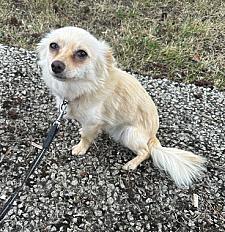 Donne Whitey chiot chihuahua mâle 11 mois - Landes - Photo 4