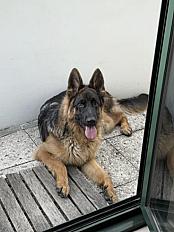 Donne chiot berger allemand mâle 10 mois - Seine Saint Denis