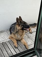 Donne chiot berger allemand mâle 10 mois - Seine Saint Denis - Photo 2