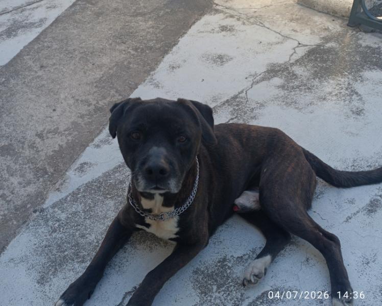 Donne staffie mâle 11 ans 8 mois - Gard