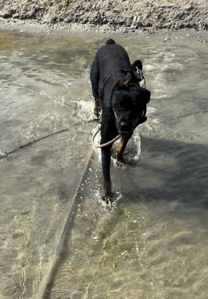 Donne beauceron X rottweiler femelle 4 ans - Oise