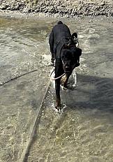 Donne beauceron X rottweiler femelle 4 ans - Oise