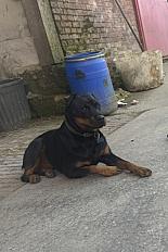 Donne beauceron X rottweiler femelle 4 ans - Oise - Photo 2