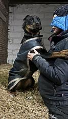 Donne beauceron X rottweiler femelle 4 ans - Oise - Photo 3