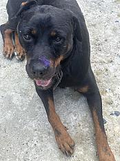 Donne beauceron X rottweiler femelle 4 ans - Oise - Photo 4