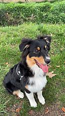 Donne Nala Berger australien femelle chiot 10 mois - Bouches du Rhône - Photo 2