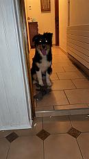 Donne Nala Berger australien femelle chiot 10 mois - Bouches du Rhône - Photo 4