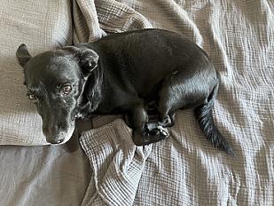 Donne Jasko Pischer X Jack Russell mâle 12 ans - Rhône