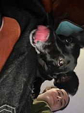 Donne Jasko Pischer X Jack Russell mâle 12 ans - Rhône - Photo 2