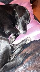 Donne Jasko Pischer X Jack Russell mâle 12 ans - Rhône - Photo 5