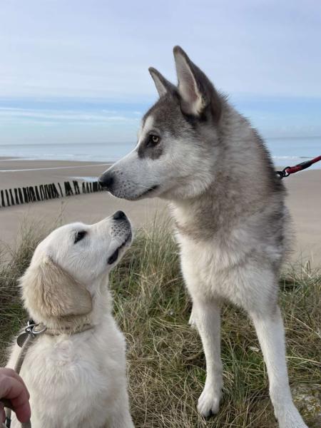 Donne Floki husky sibérien mâle 1 an - Pas de Calais