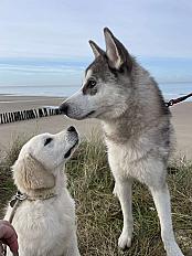 Donne Floki husky sibérien mâle 1 an - Pas de Calais