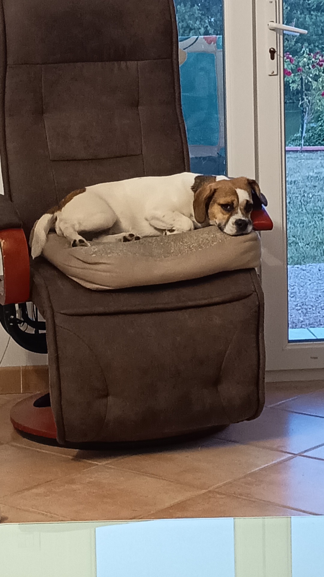 Donne Belle beagle X bouledogue français femelle chiot 7 mois - Tarn