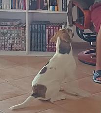 Donne Belle beagle X bouledogue français femelle chiot 7 mois - Tarn - Photo 2