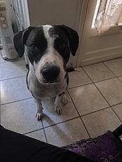 Donne Thor staffie mâle 1 an - Dordogne - Photo 2