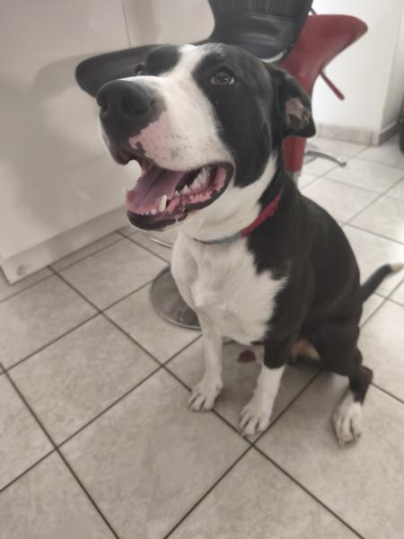 Donne Thor staffie mâle 1 an - Dordogne