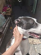 Donne Thor staffie mâle 1 an - Dordogne - Photo 3