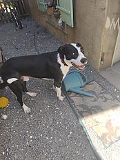 Donne Thor staffie mâle 1 an - Dordogne - Photo 4