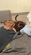 Donne Bully xl mâle chiot 11 mois - Eure et Loir - Photo 2